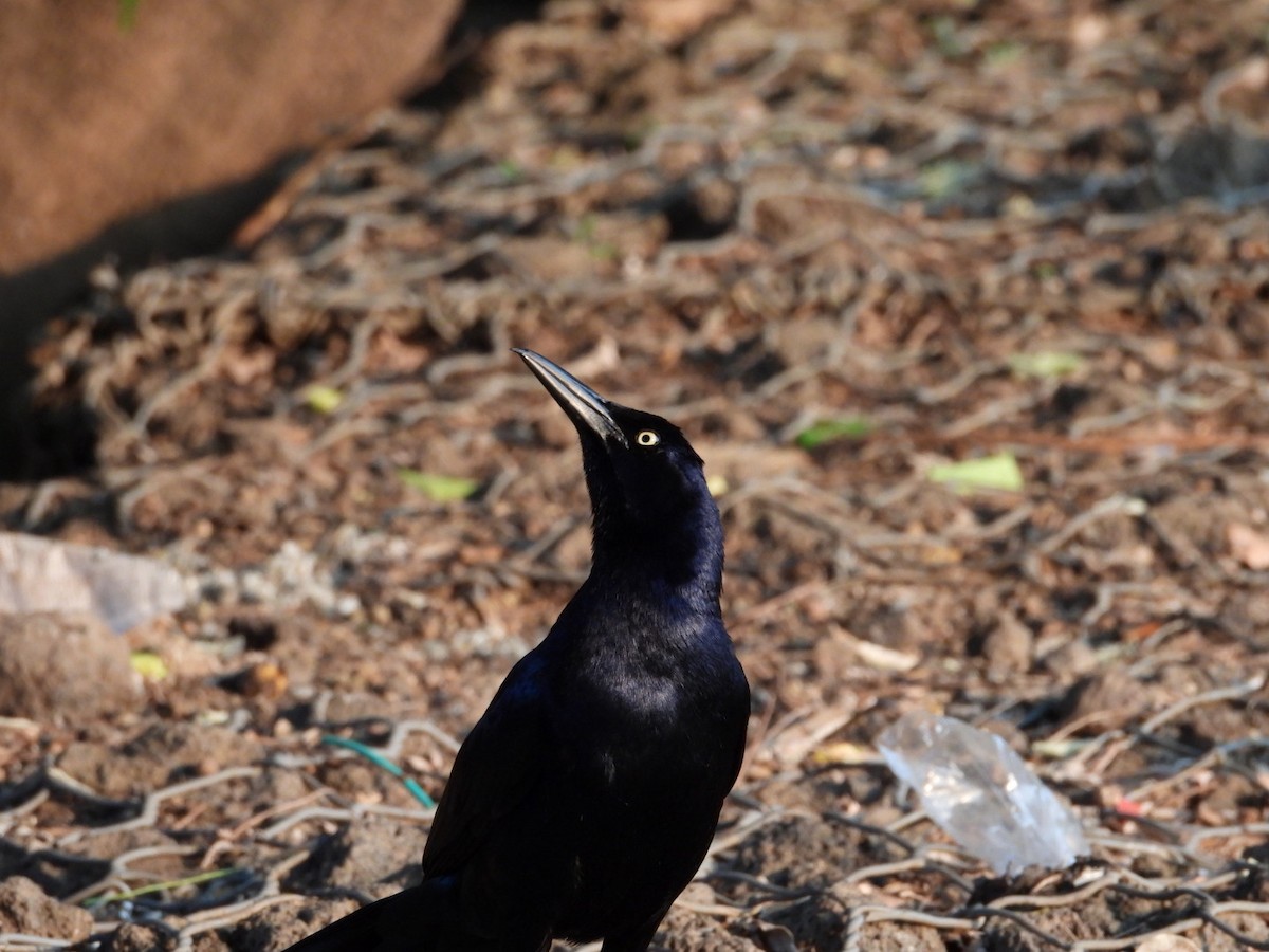 Great-tailed Grackle - ML618260762