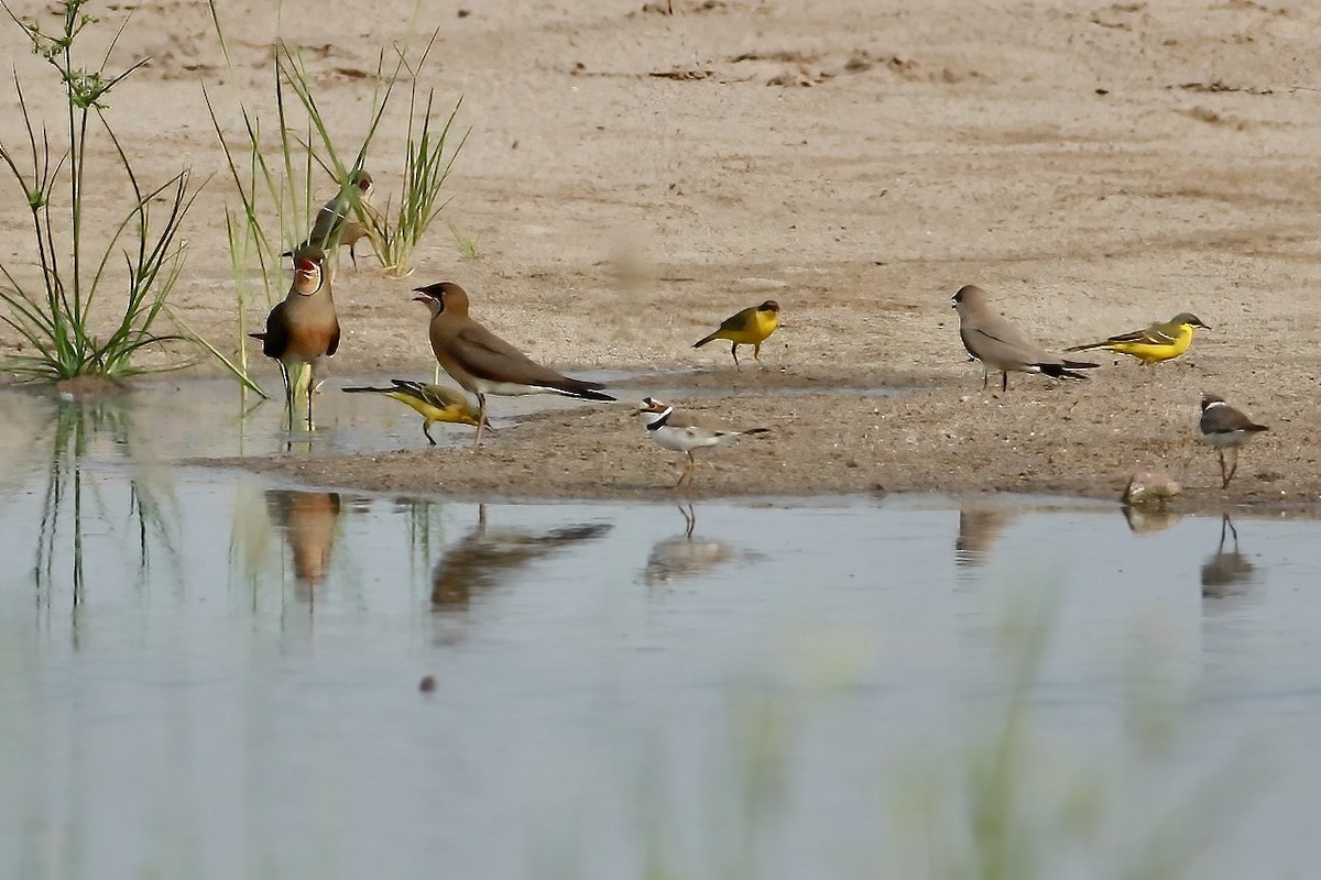 Eastern Yellow Wagtail (Manchurian) - Joost Foppes