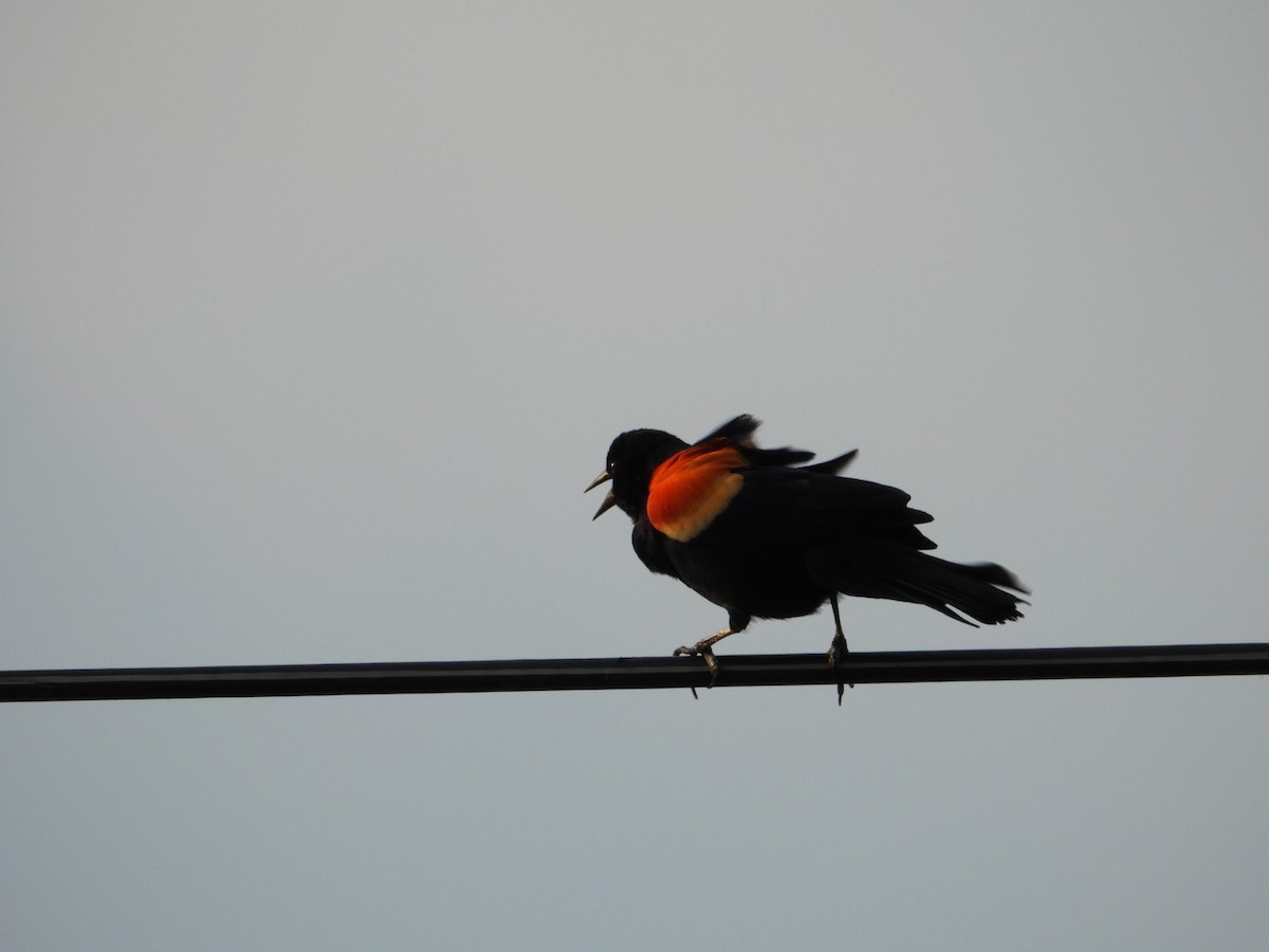 Red-winged Blackbird - ML618260795