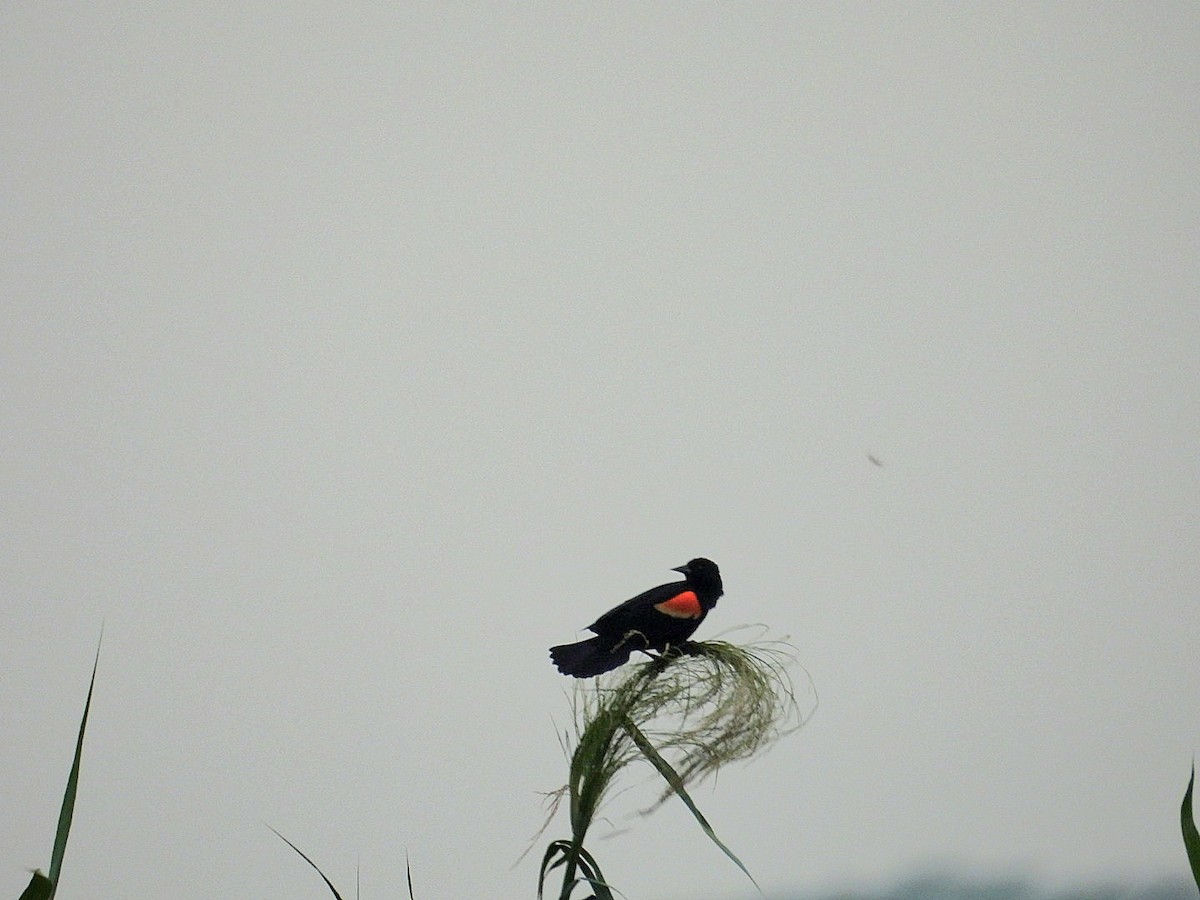 Red-winged Blackbird - ML618260796