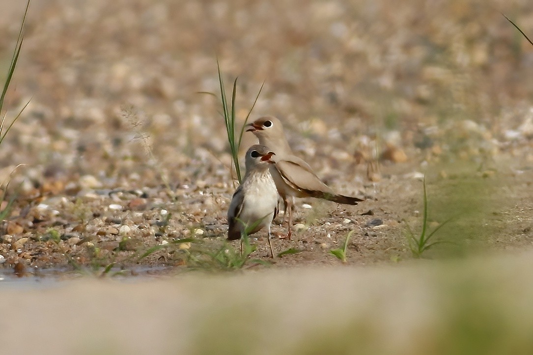 Small Pratincole - Joost Foppes