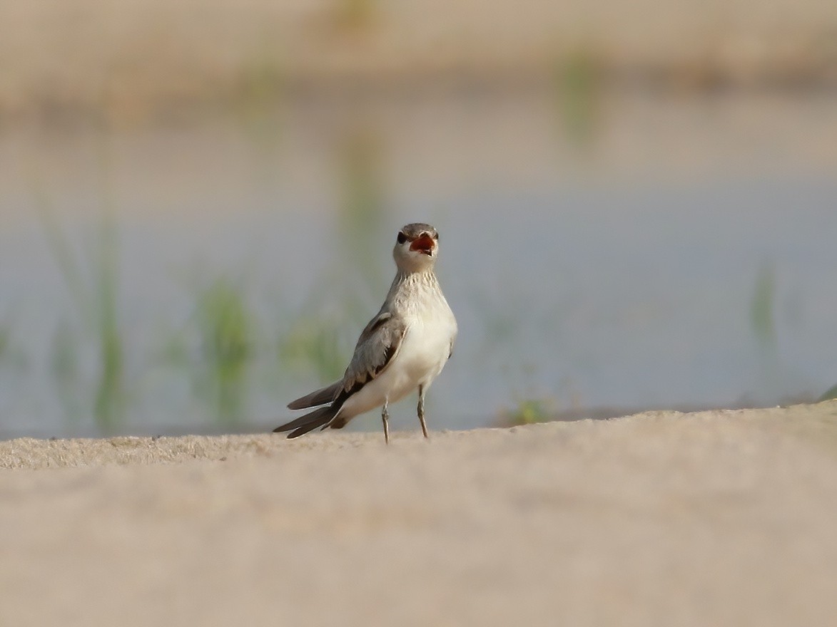 Small Pratincole - Joost Foppes