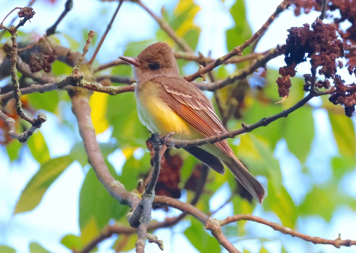 Great Crested Flycatcher - ML618260809