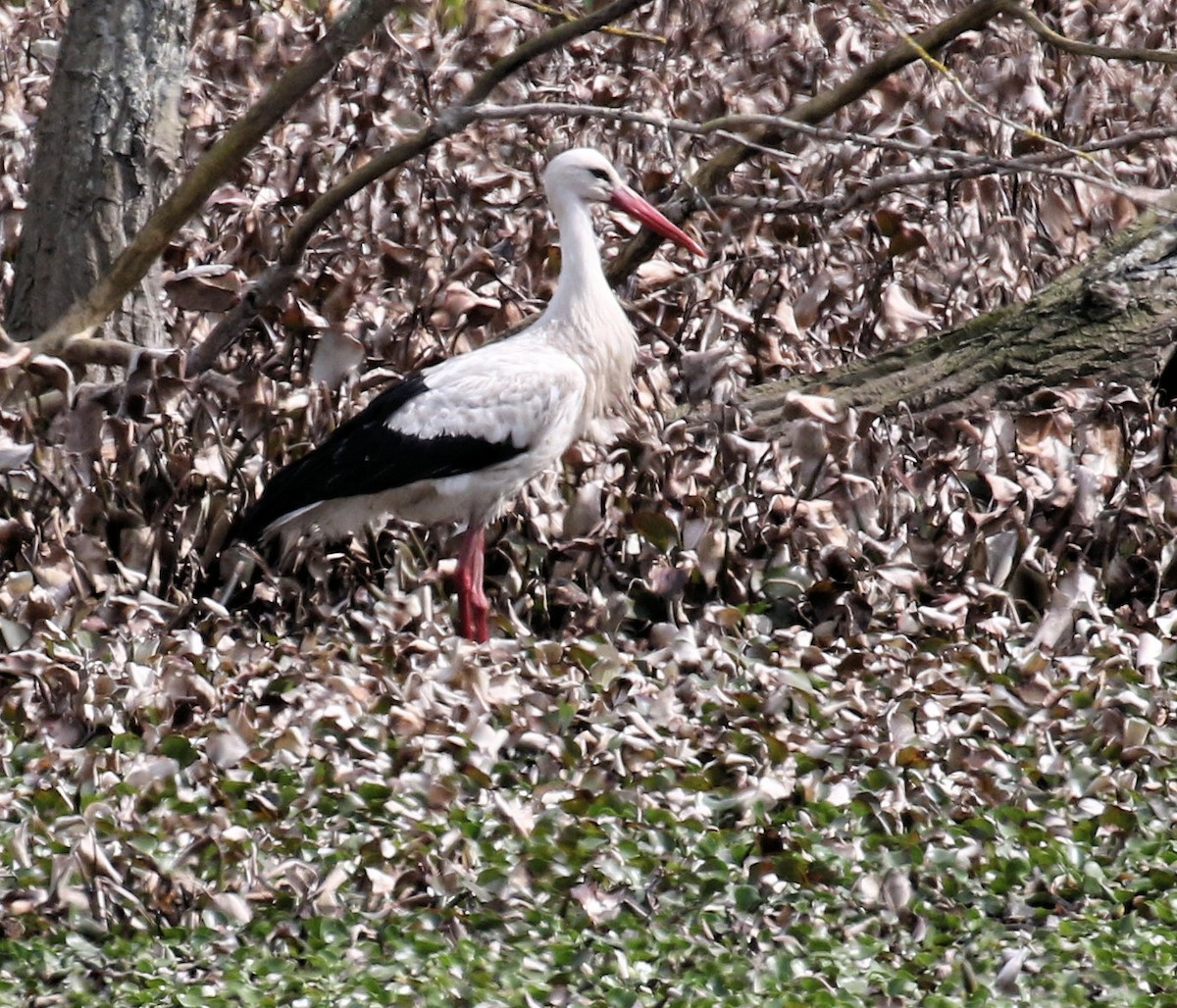 White Stork - ML618260828