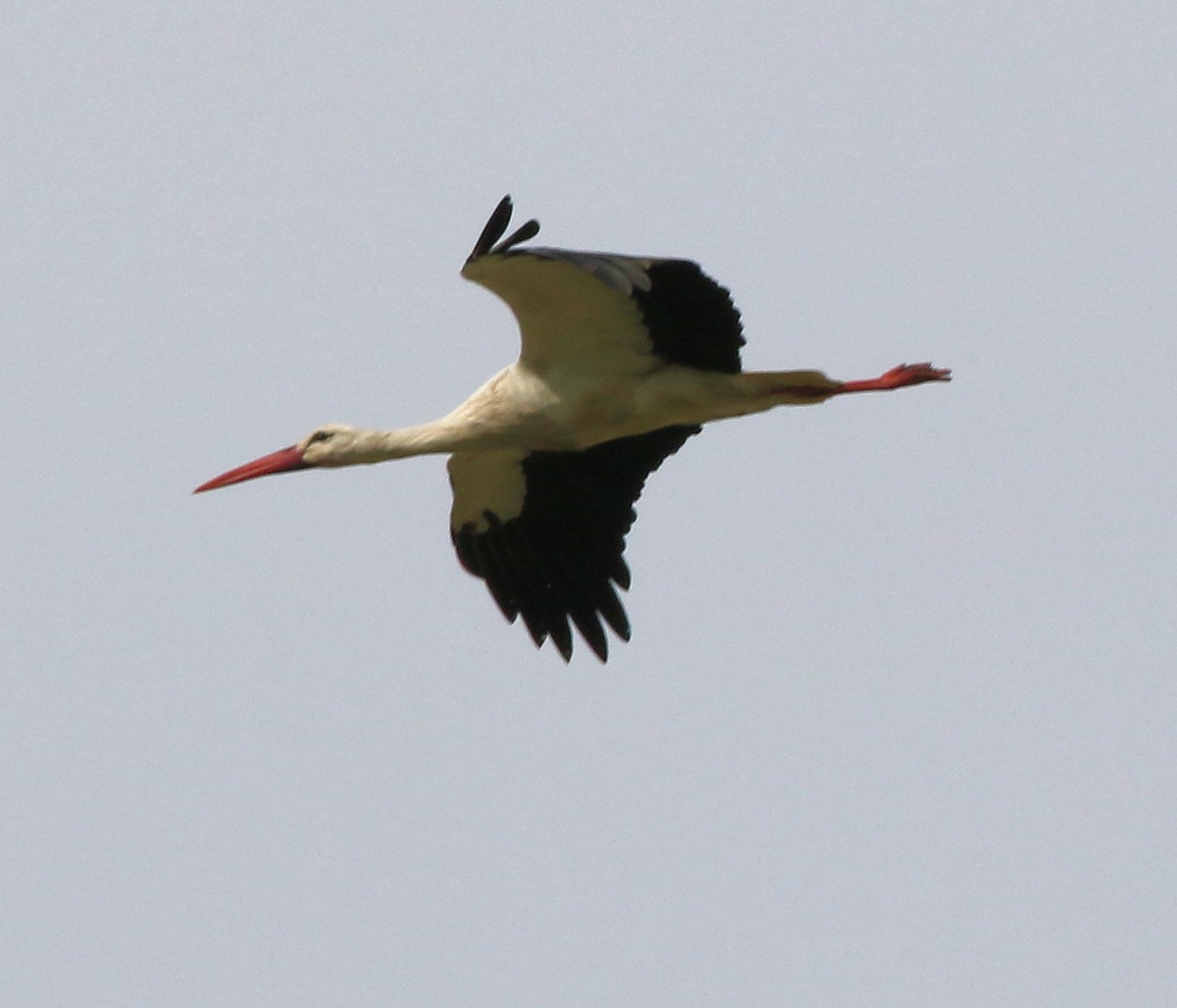 White Stork - Kernan Bell