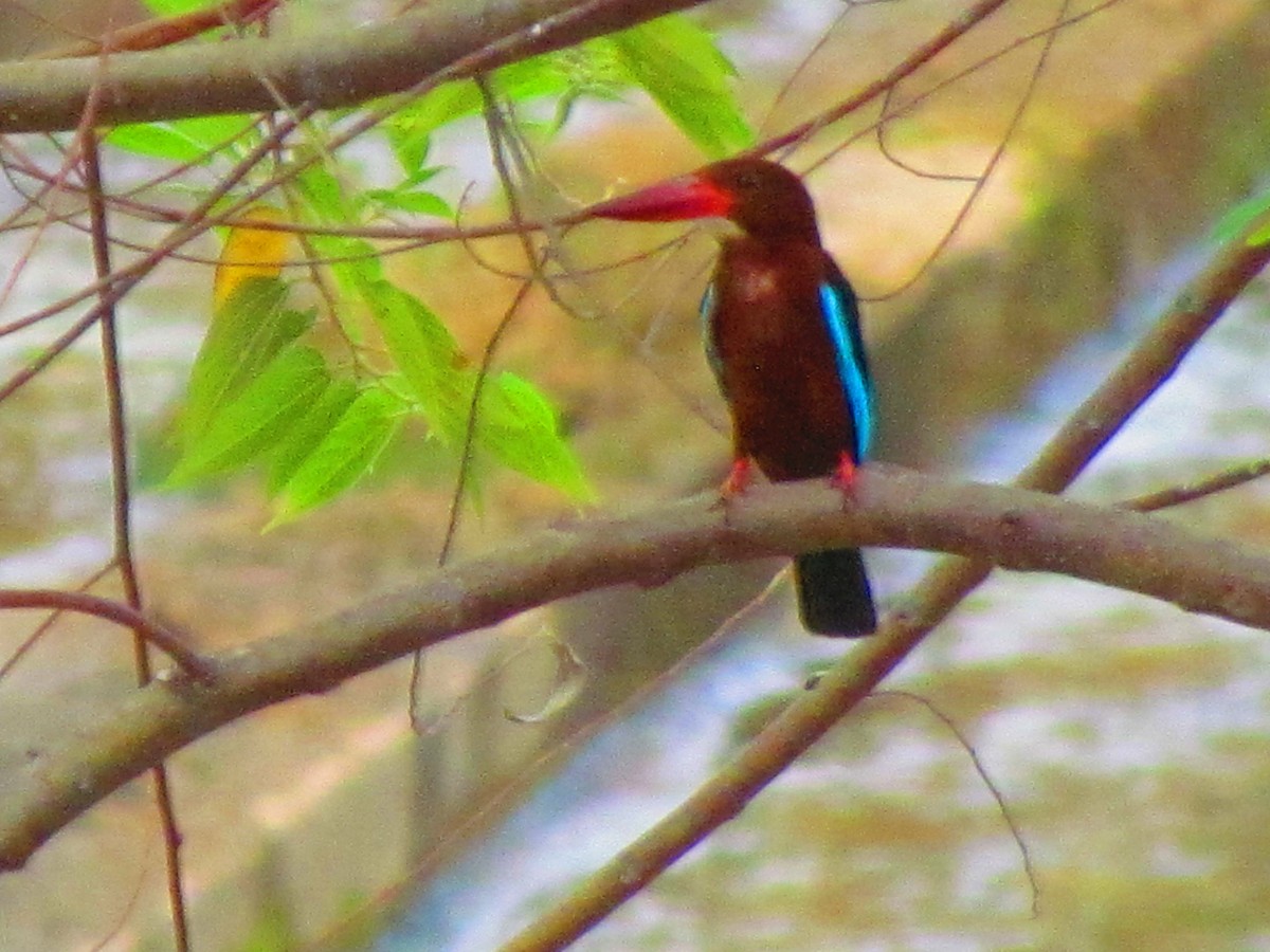 Brown-breasted Kingfisher - ML618260855