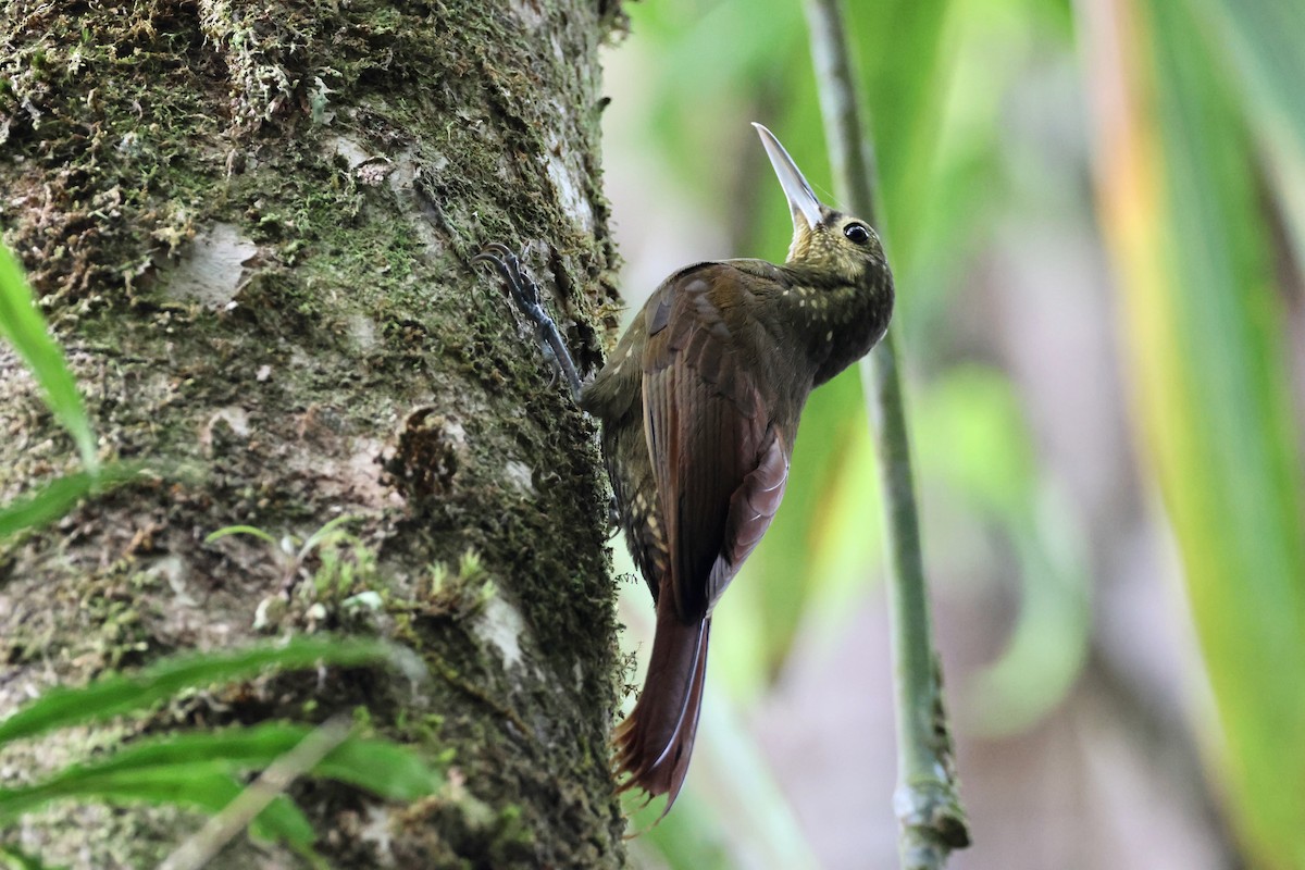 Spotted Woodcreeper - ML618260873