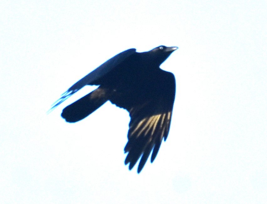 Torresian Crow - ML618260907