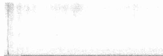 Светлобрюхий фиби - ML618260945