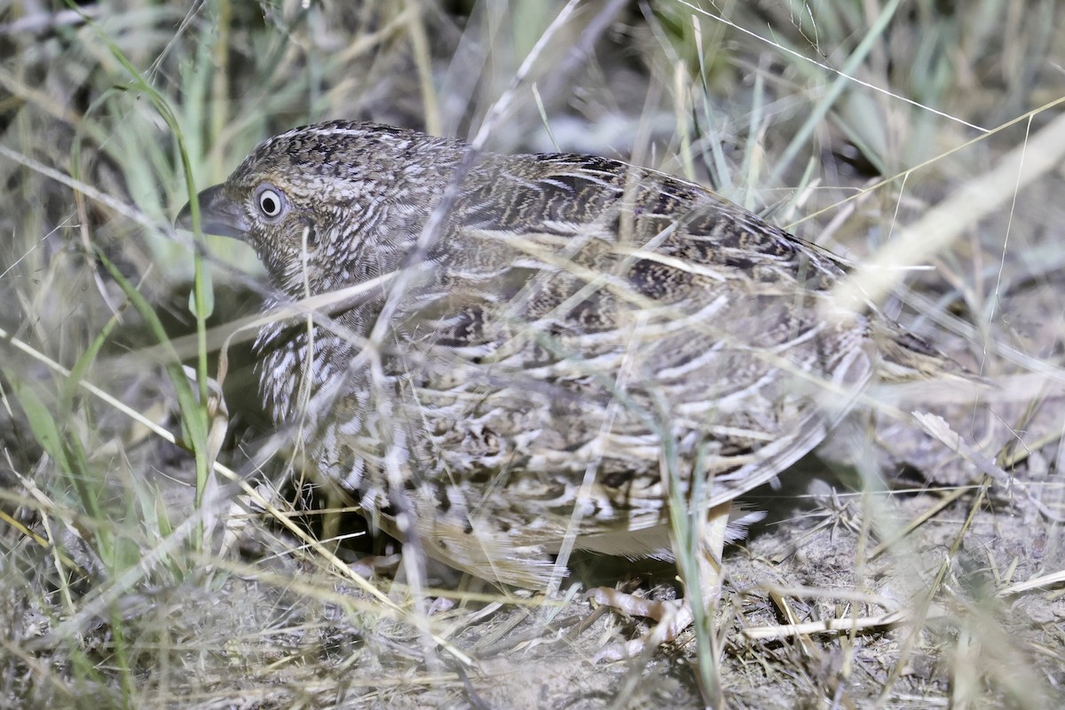 Red-chested Buttonquail - ML618260950
