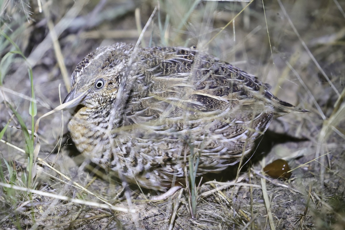 Red-chested Buttonquail - ML618260955