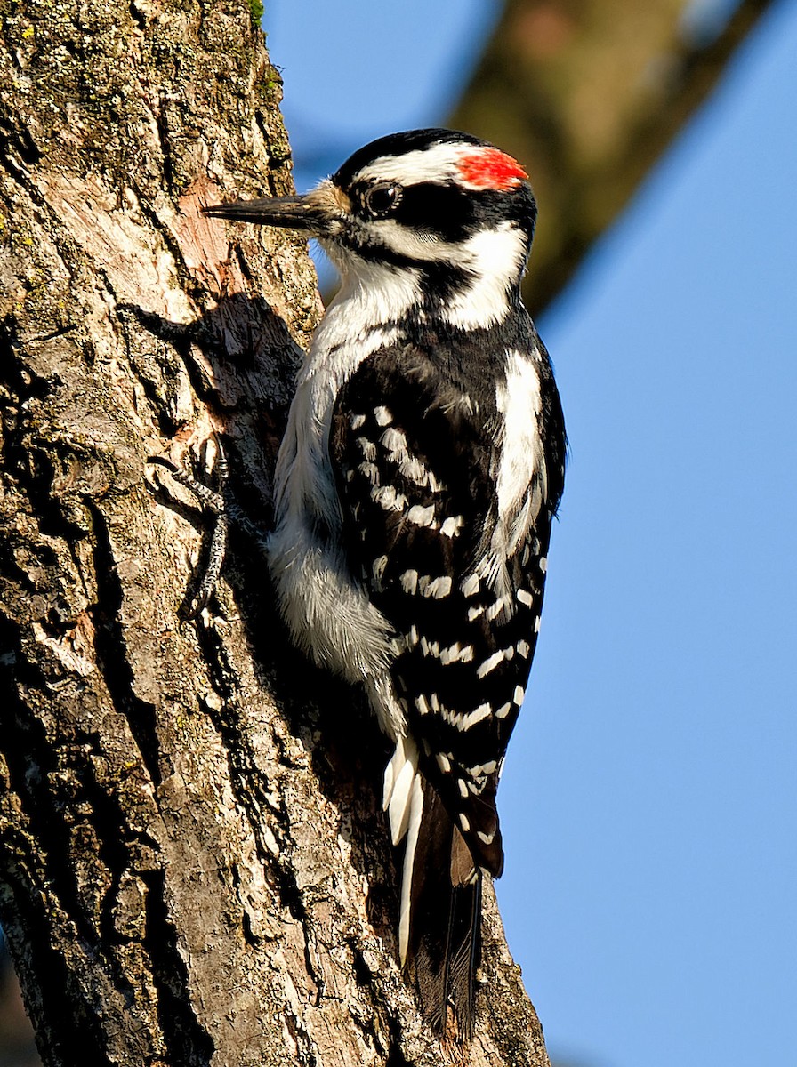 Hairy Woodpecker - Craig Becker