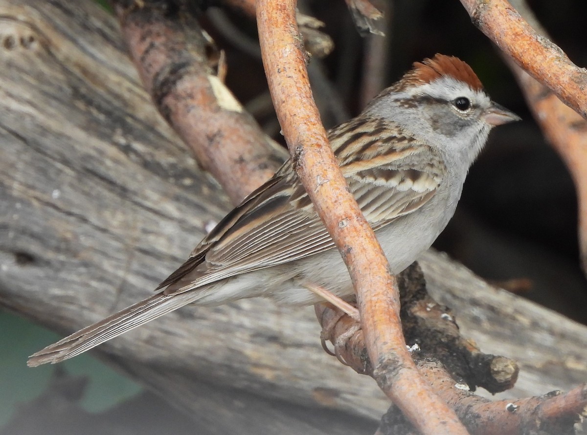 Chipping Sparrow - Paula Randolph