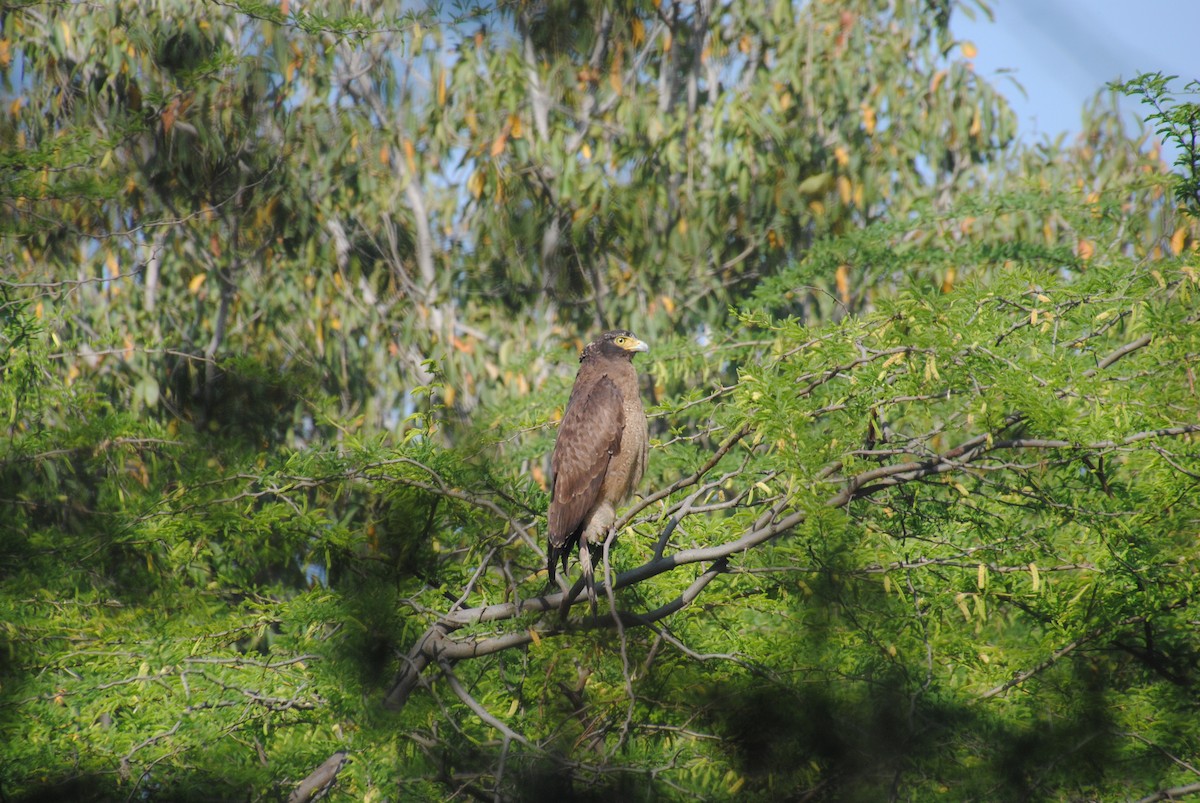 Crested Serpent-Eagle - ML618261003