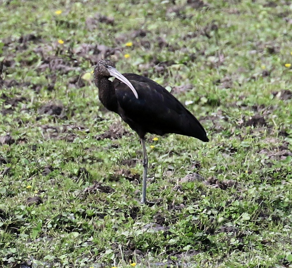 ibis hnědý - ML618261004