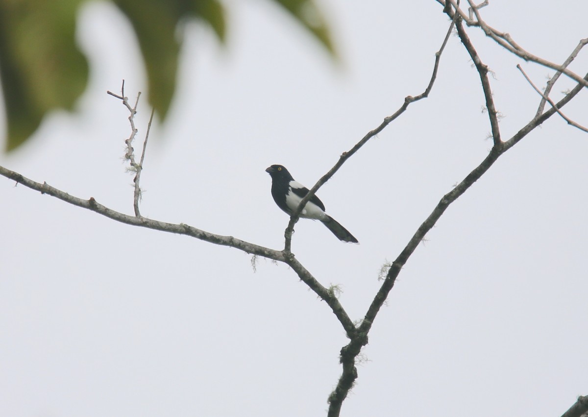 Magpie Tanager - ML618261031