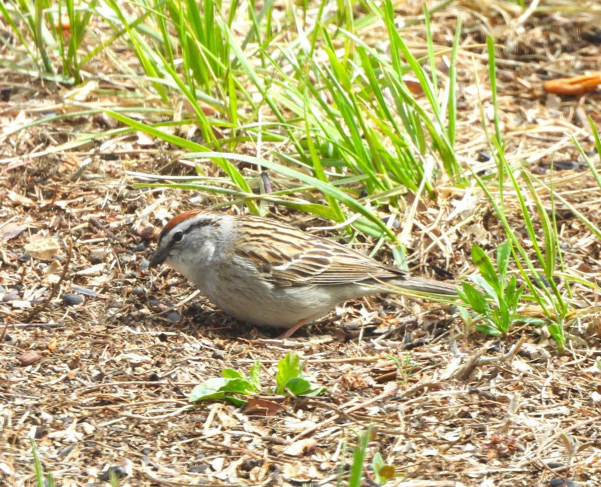 Chipping Sparrow - ML618261078