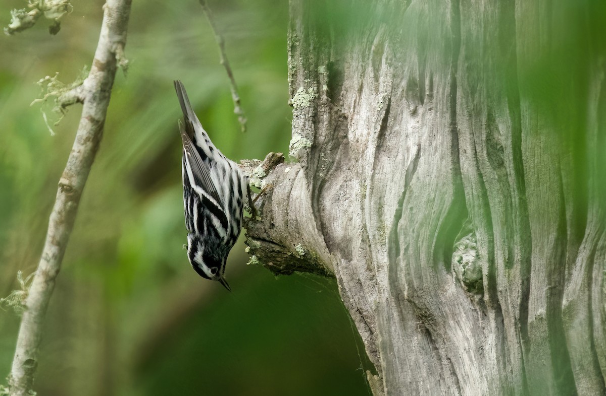 Black-and-white Warbler - ML618261085