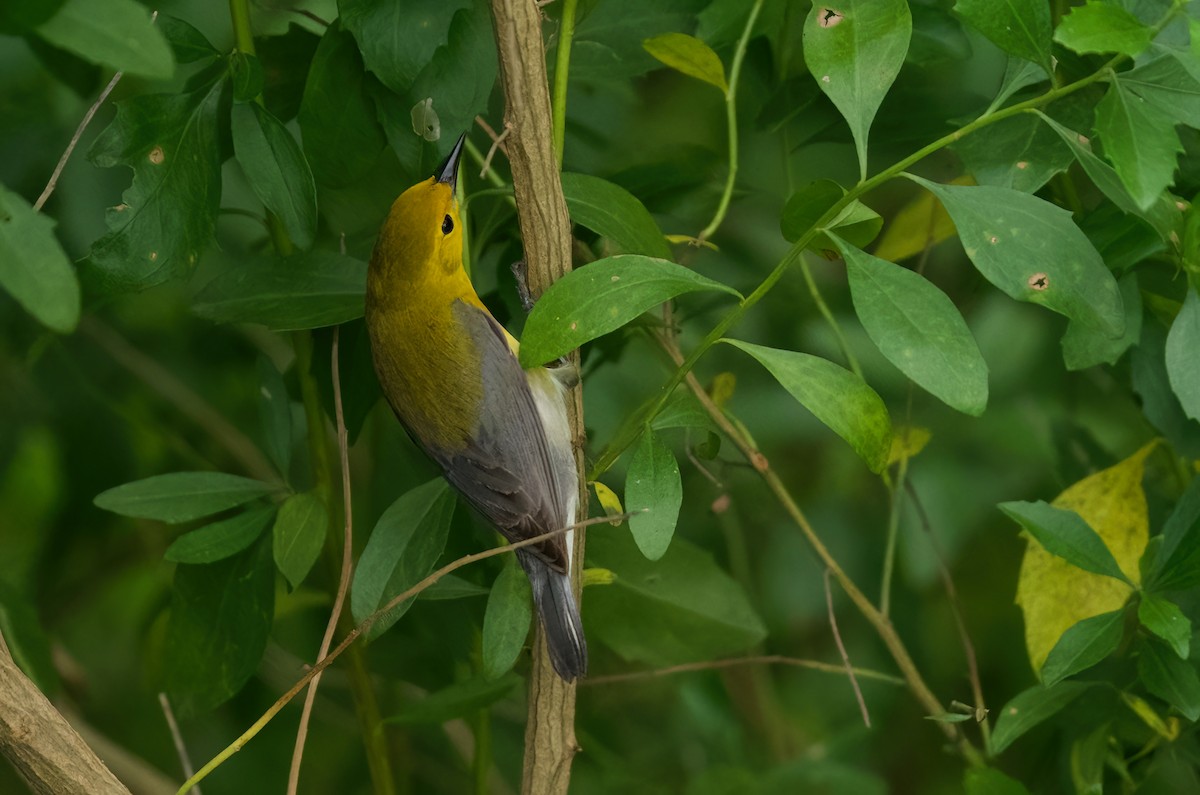 Prothonotary Warbler - ML618261093