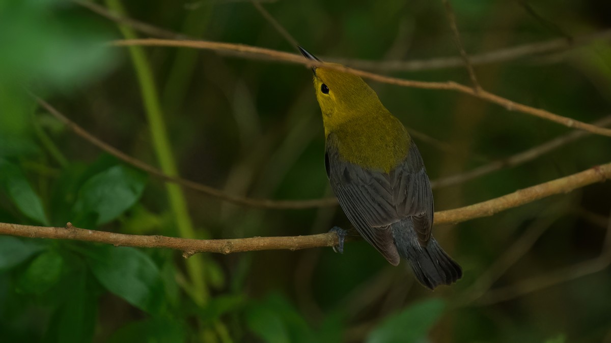 Prothonotary Warbler - ML618261095