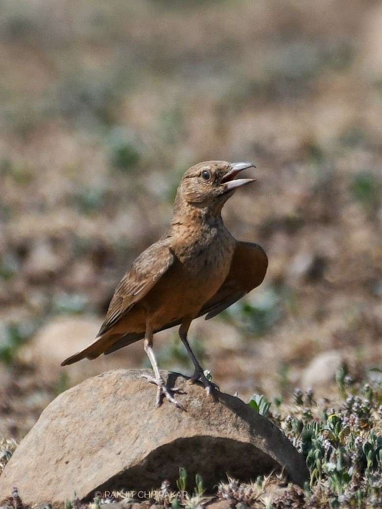 Rufous-tailed Lark - Ranjeet Chitrakar