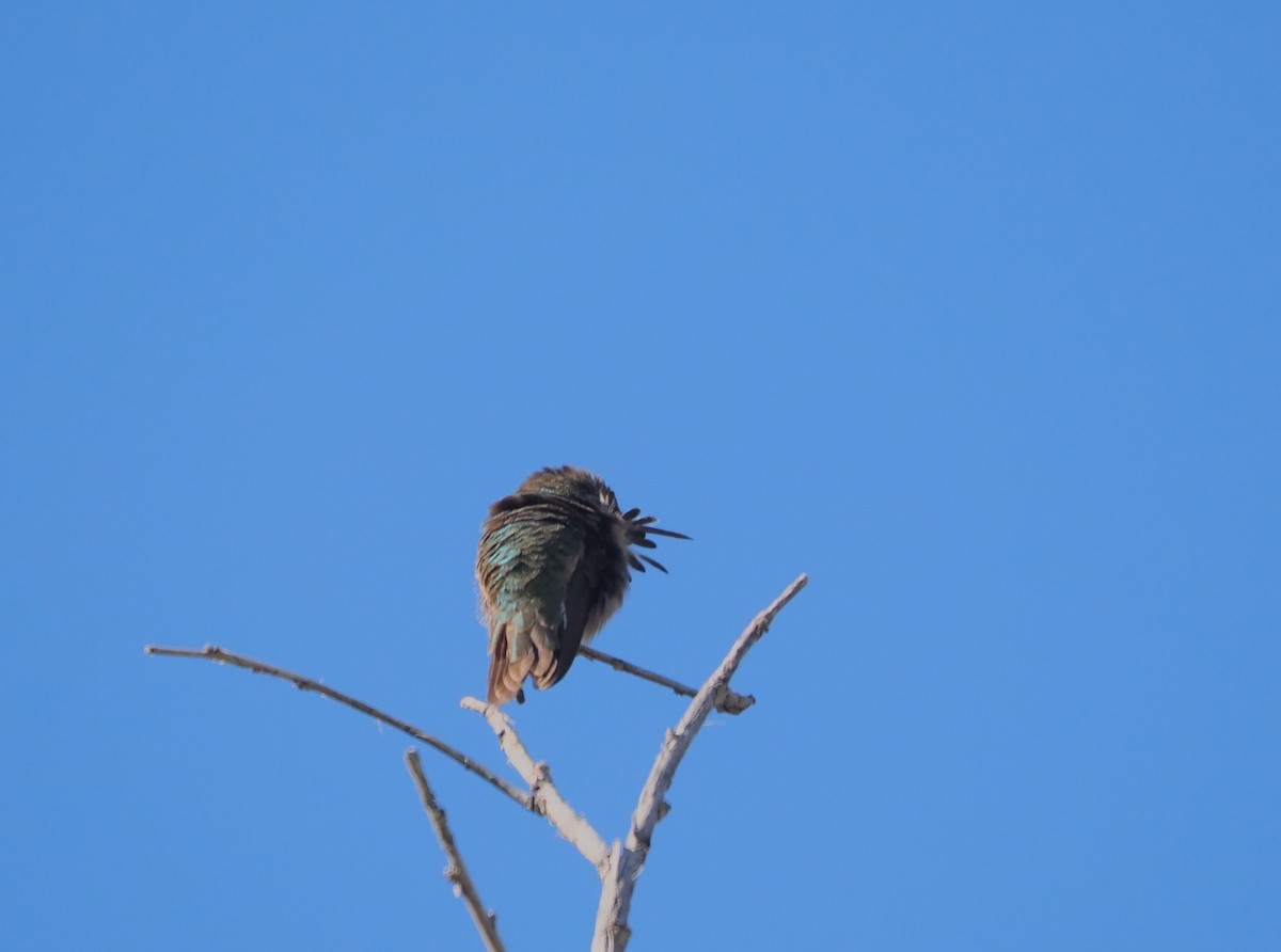 Calliope Hummingbird - ML618261169