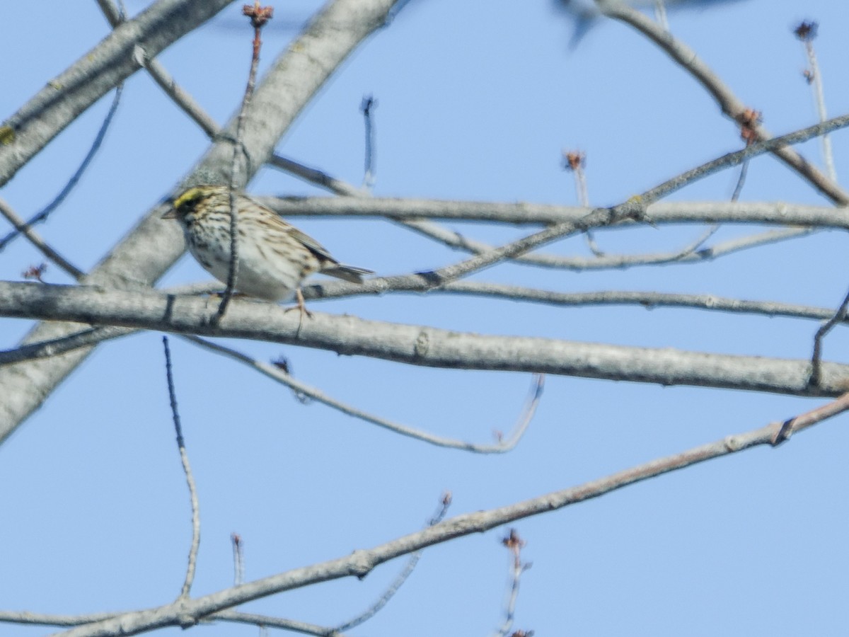 Savannah Sparrow - ML618261231