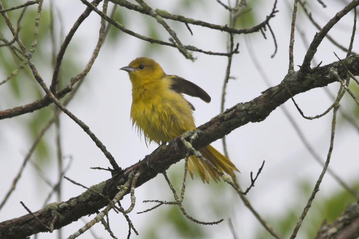 Orchard Oriole - ML618261241