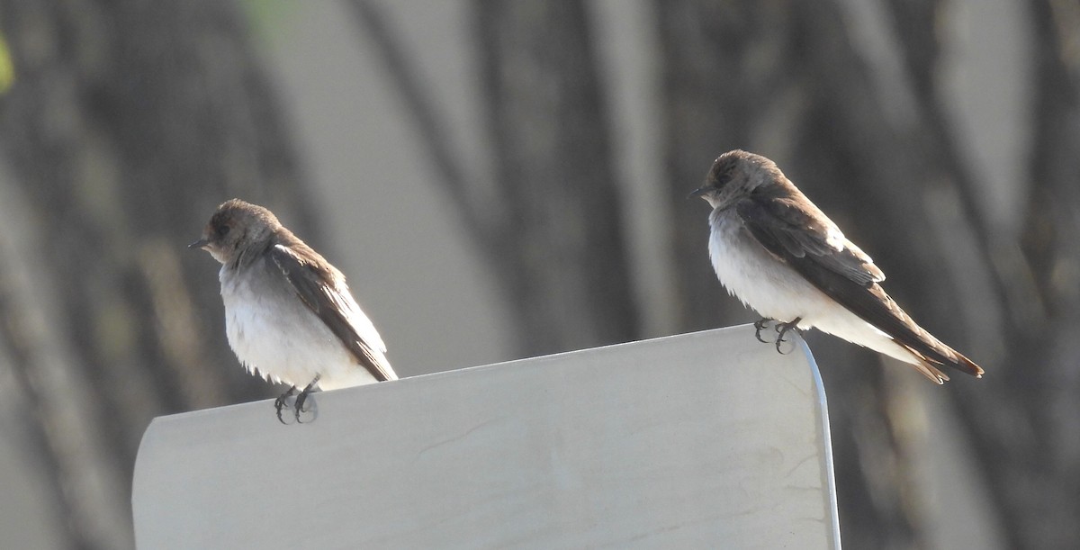 Northern Rough-winged Swallow - ML618261254