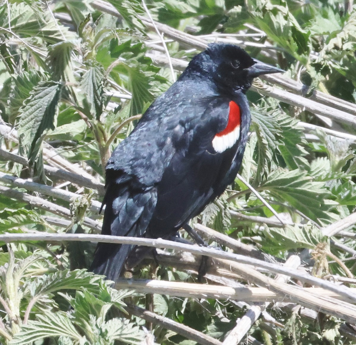 Tricolored Blackbird - ML618261257