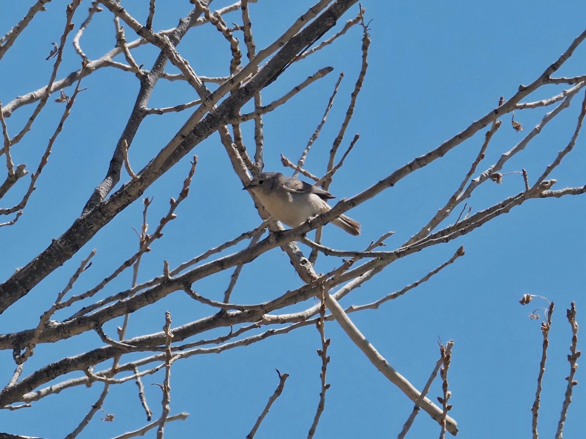 Lucy's Warbler - ML618261398