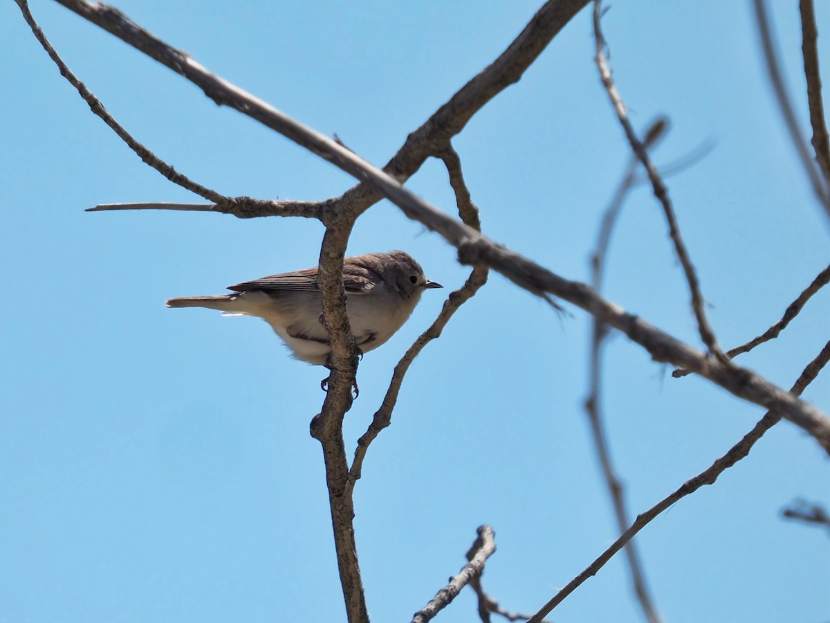 Lucy's Warbler - ML618261400