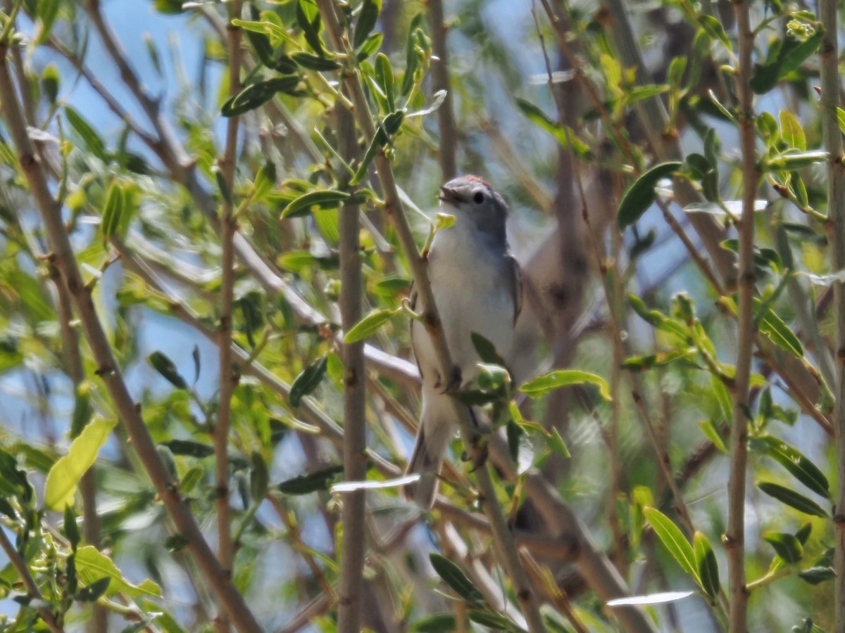Lucy's Warbler - ML618261401