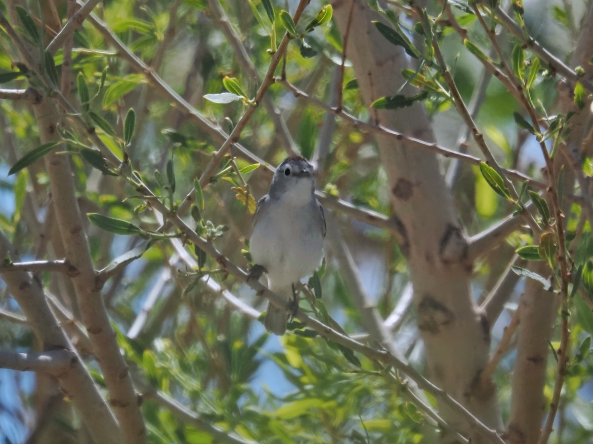 Lucy's Warbler - ML618261402
