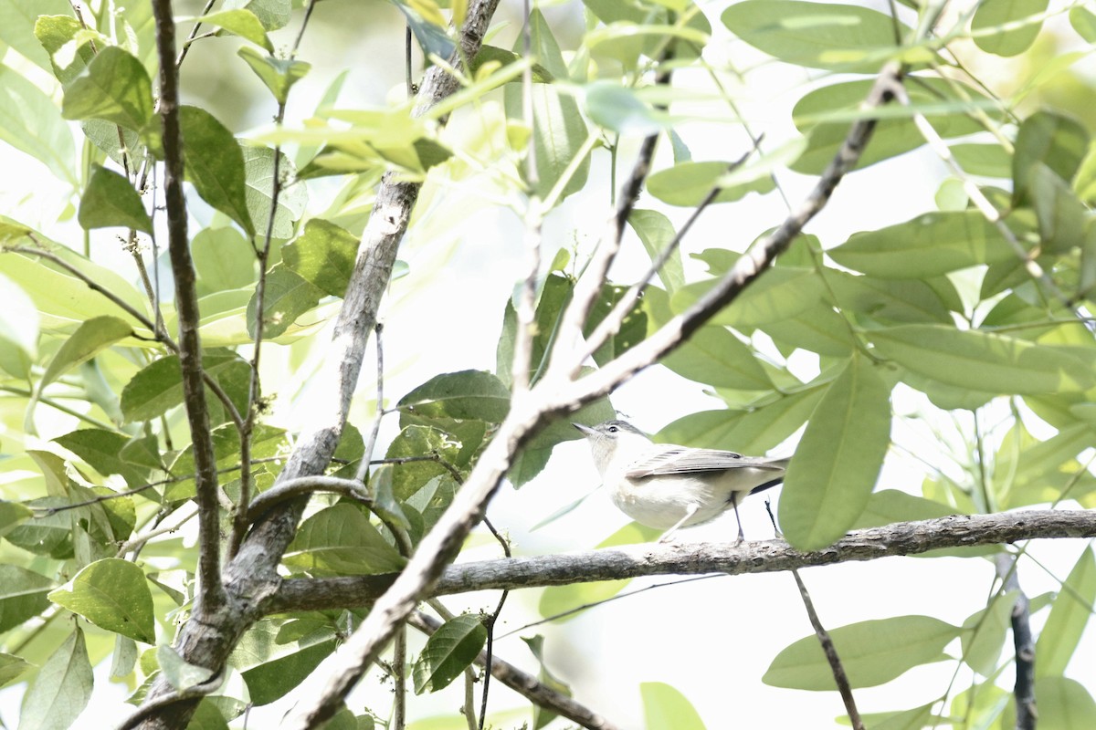 Bay-breasted Warbler - Delbert Penner