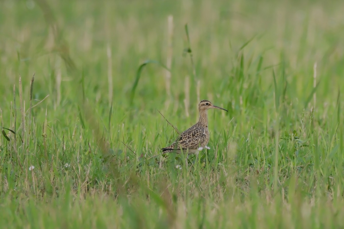 Little Curlew - ML618261405