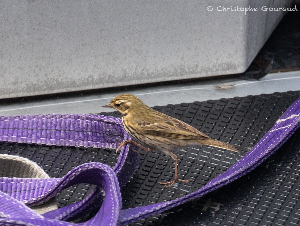 Olive-backed Pipit - Christophe Gouraud