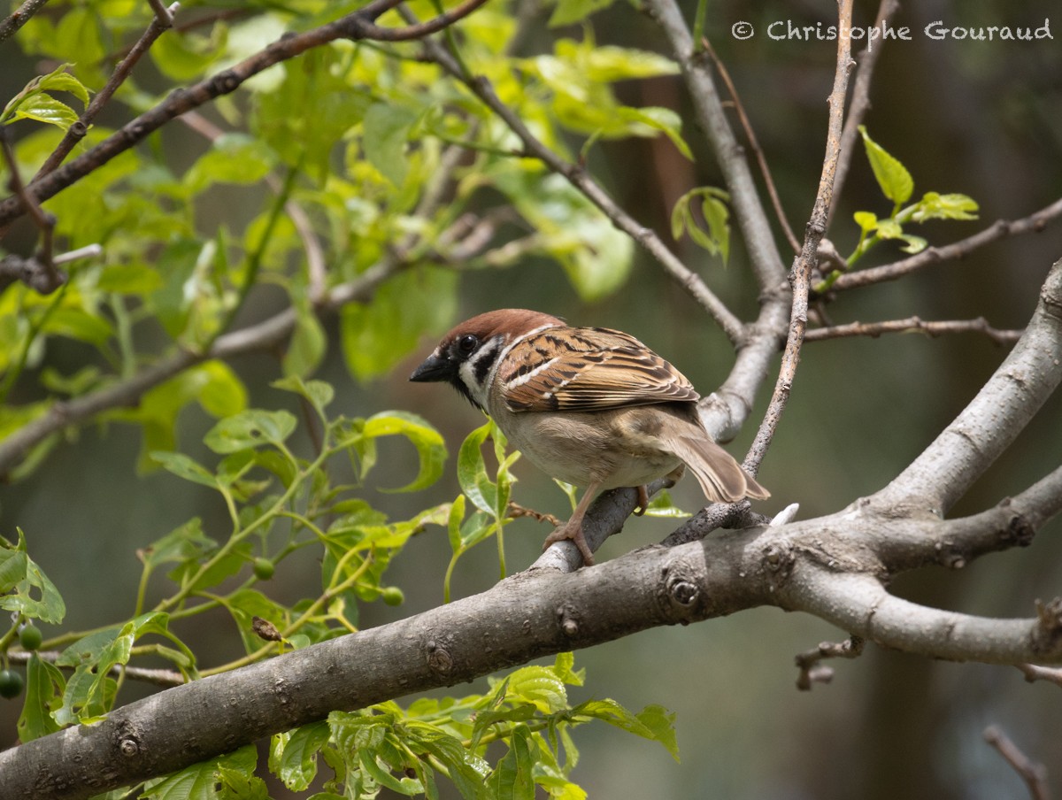 Eurasian Tree Sparrow - Christophe Gouraud