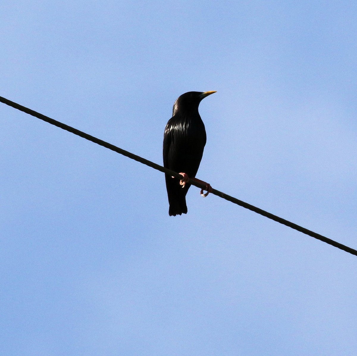 Eurasian Blackbird - Kernan Bell