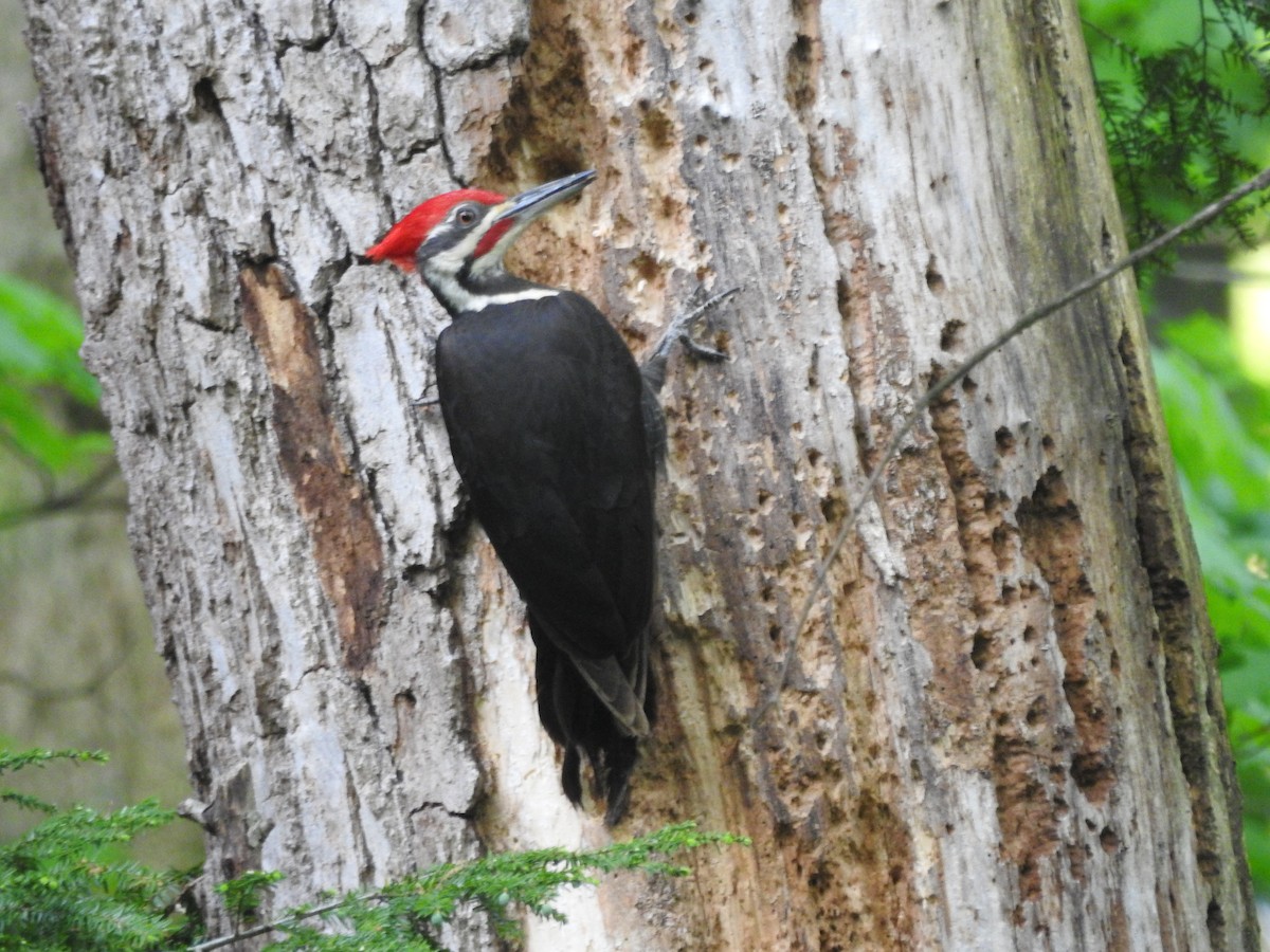 Pileated Woodpecker - Isaiah Craft