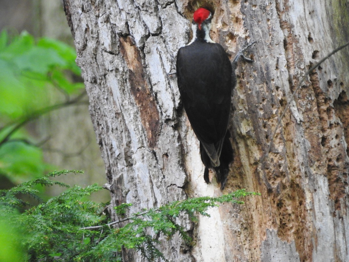 Pileated Woodpecker - Isaiah Craft