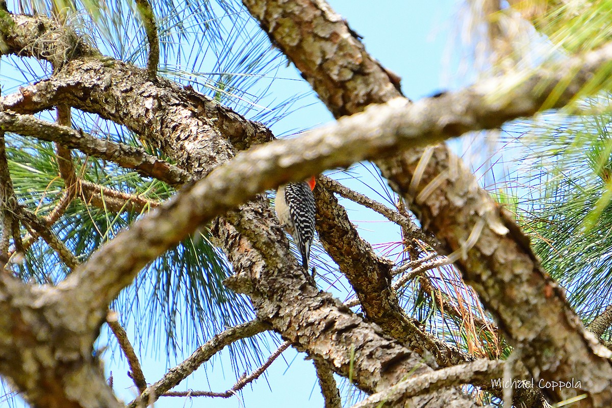 Red-bellied Woodpecker - ML618261507