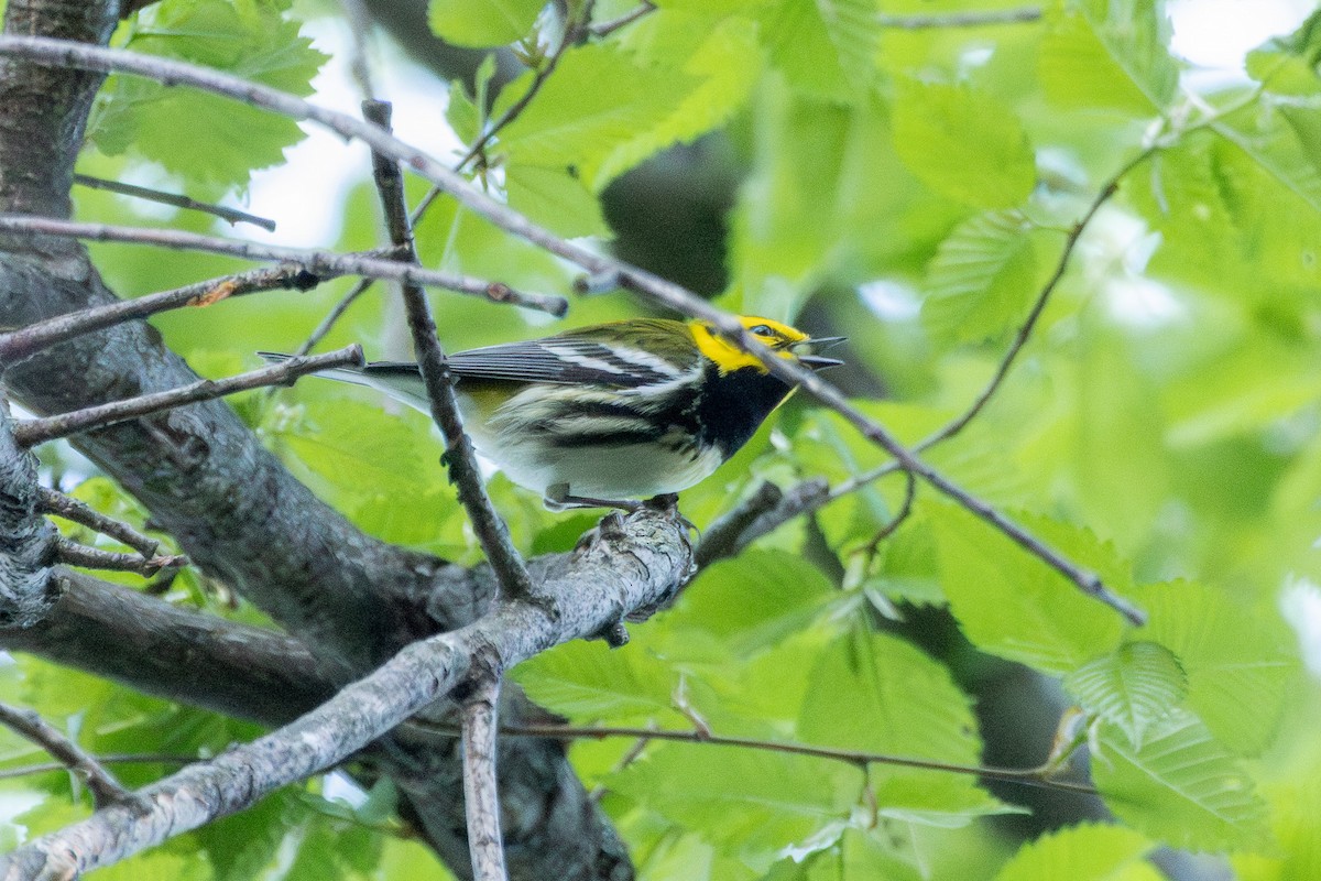 Black-throated Green Warbler - Tobin Brown