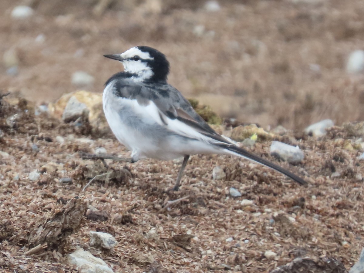 White Wagtail (Black-backed) - ML618261547