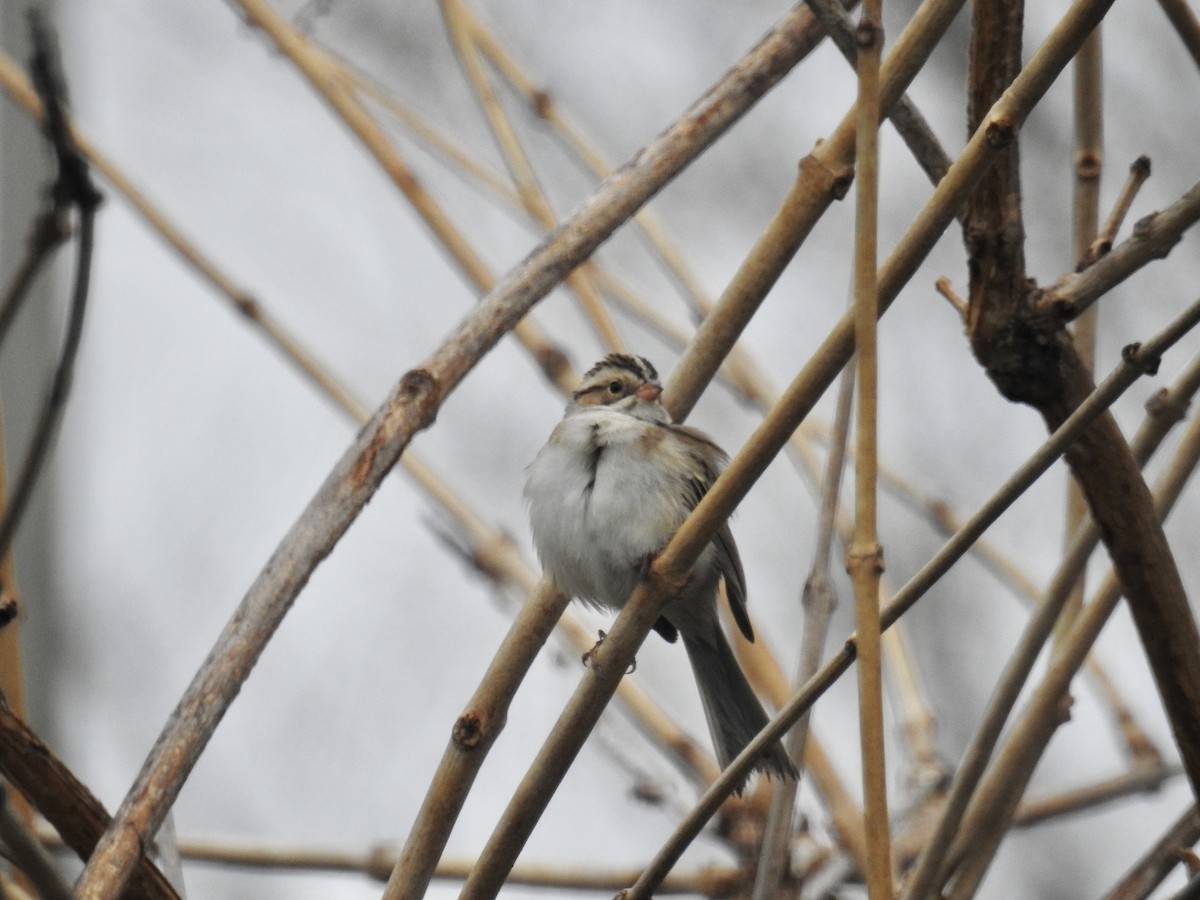 Clay-colored Sparrow - ML618261578