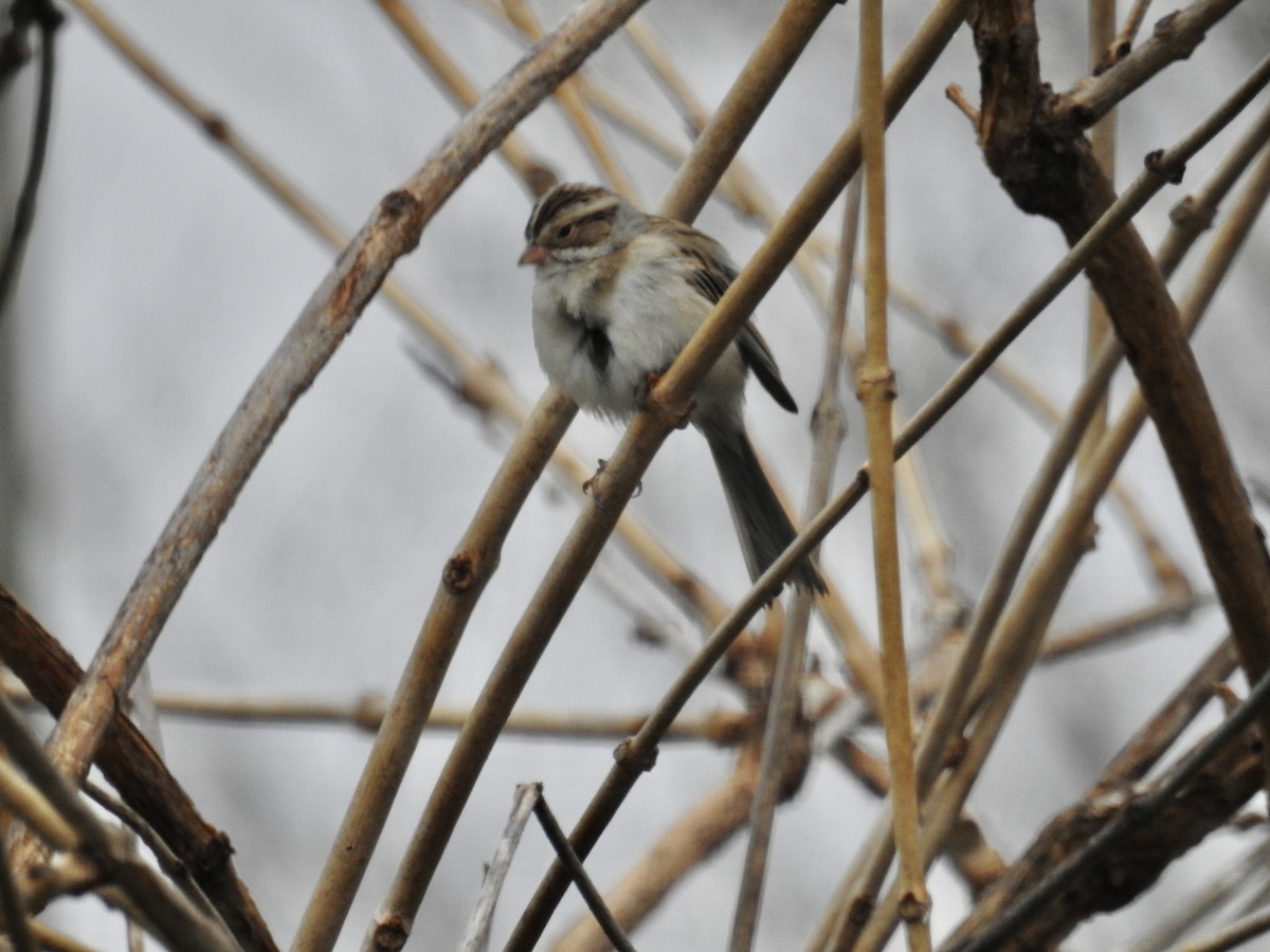 Clay-colored Sparrow - ML618261579