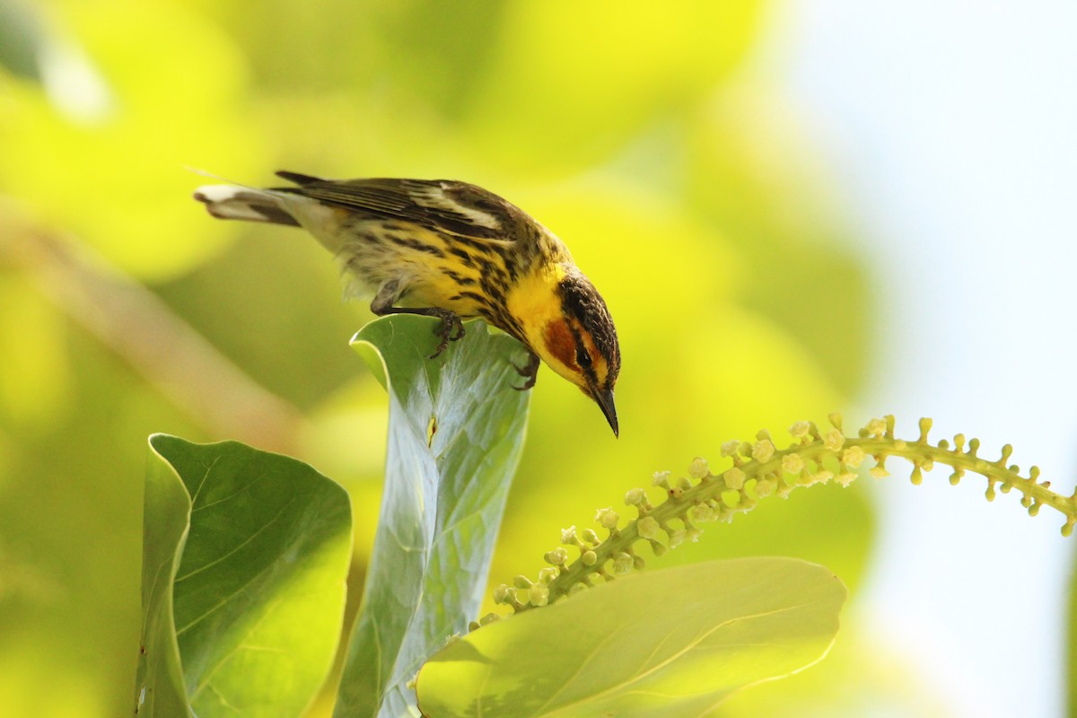 Cape May Warbler - ML618261597
