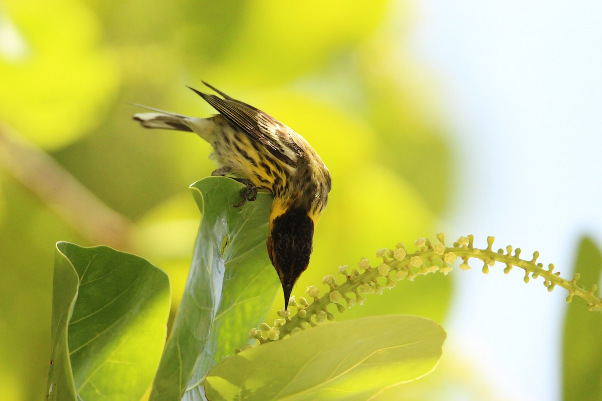 Cape May Warbler - ML618261649