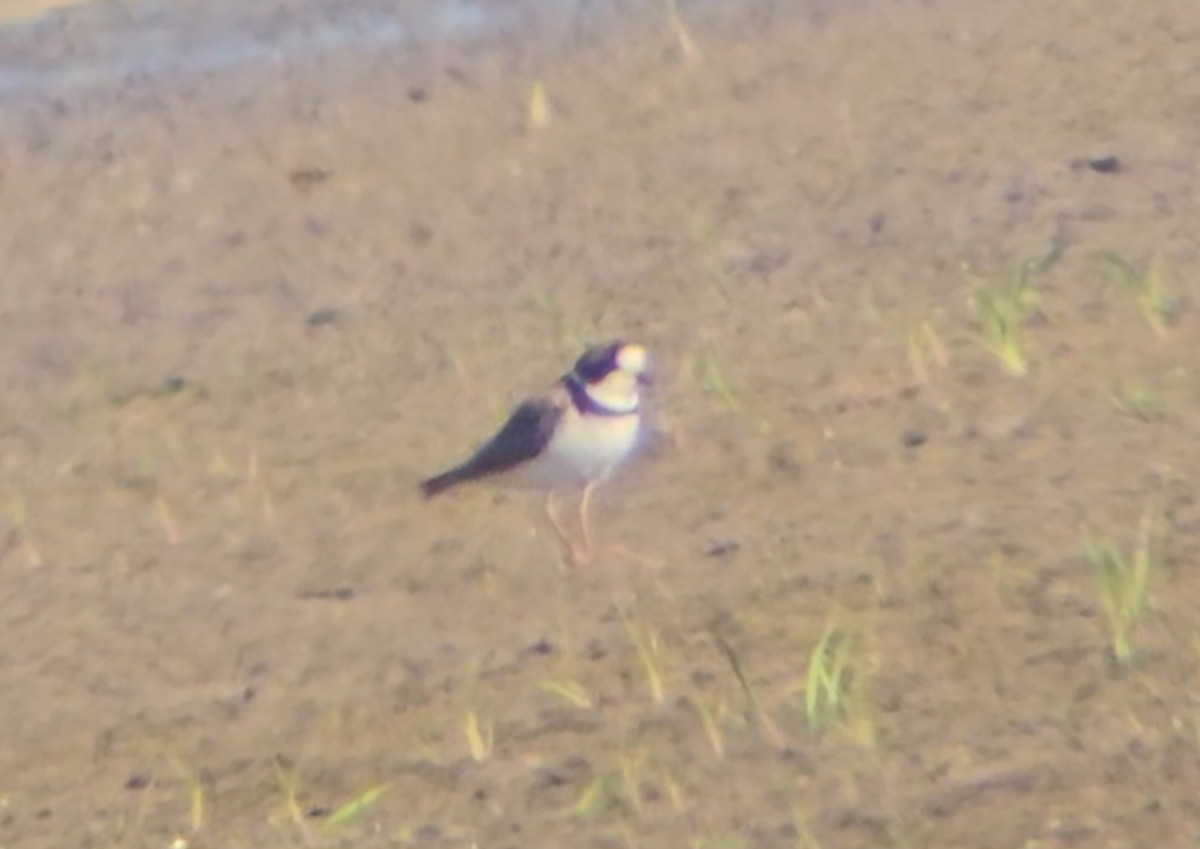 Semipalmated Plover - ML618261650