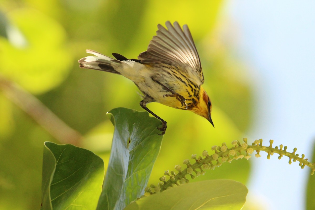 Cape May Warbler - ML618261651